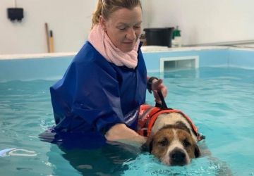 Hound Hydrotherapy